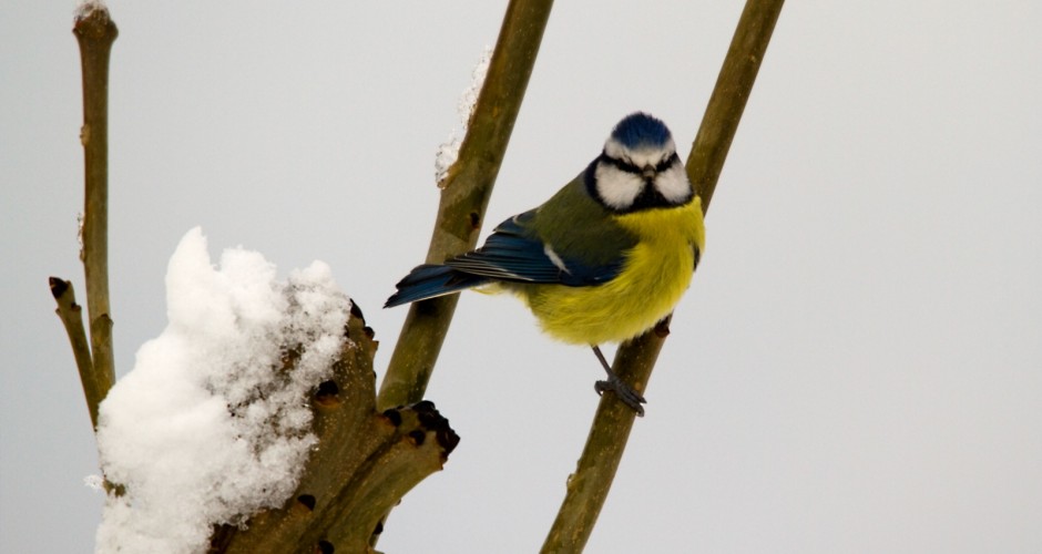 Blaumeise 1